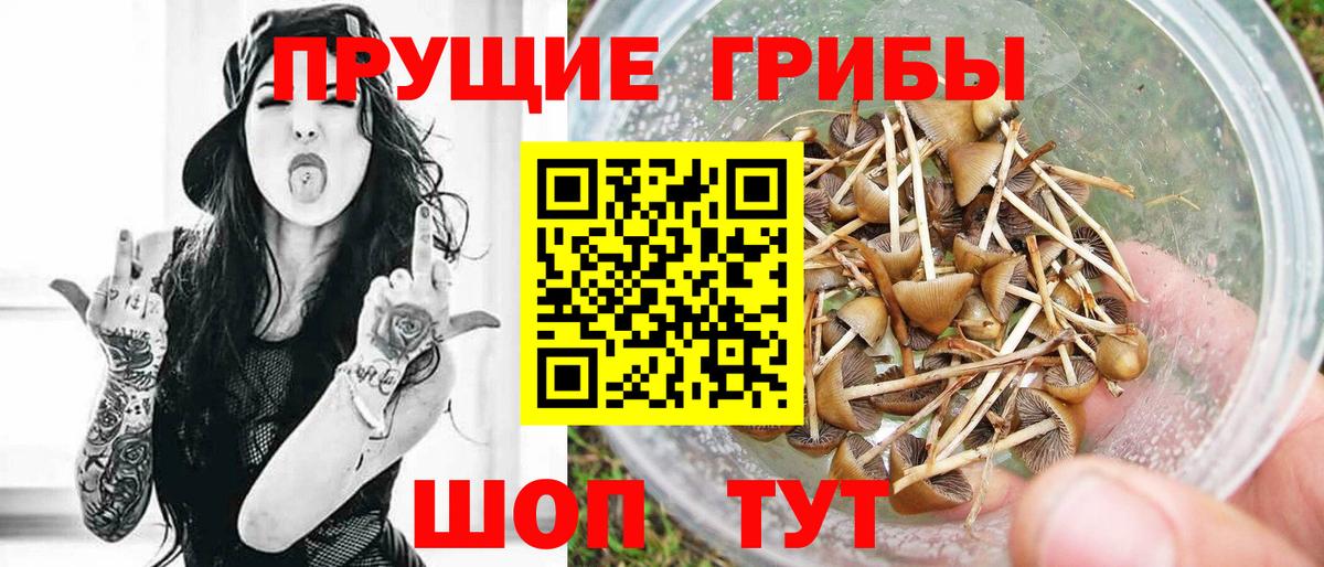 где можно купить   Галлюциногенные грибы Cubensis  Вход с VPN  Нижнекамск 